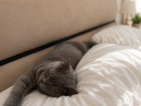 ŞİLA VE PASPAS 85 GÜNLÜK KEDİMİZ