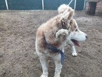 Safkan Sibirya Kurdu Husky