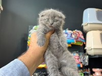 Rengarenk scottish fold bebekler