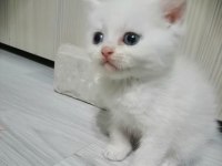 British shorthair 2 aylık kedimiz