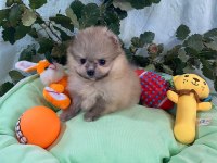 Pomeranian boo yavrularımız