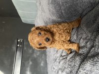 Poodle Yavru