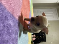 Chihuahua yavru köpeğimiz
