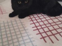 British shorthair 40 günlük