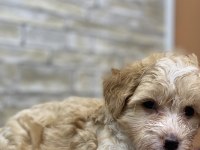 MALTİPOO BEBEK KÖPEKLER TESLİME HAZIR