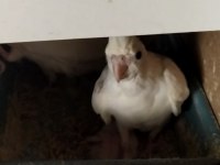 2 yaşında albino heavy 3 yavrulu takım sultan