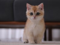 Şecereli Safkan British Shorthair Ny11 Erkek Yavru
