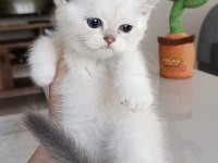 Safkan british shorthair yavrular