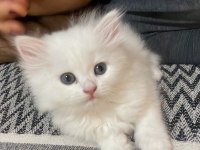 2 aylık british longhair