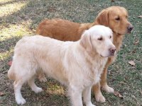 ALBİNO DİŞİ GOLDEN RETRİEVER