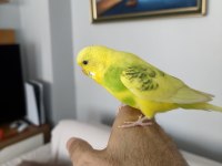 8 aylık muhabbet kuşu erkek ele alışkındır