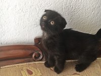 Siyah harika erkek yavru çok uygun puana scottish fold