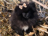 Mikro Teacup Boy Teddy Bear Sevgi Dolusu Pomeranian