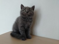 British shorthair erkek