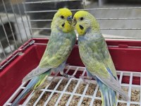 Raınbow Üst Vasıf Muhabbet Takımlar Açıklamayı Okuyun