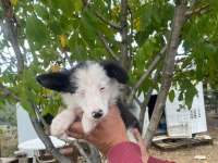 Ankarada safkan aşılı pasaportlu border collie yavrular