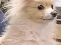 Pomeranian boo 1,5 yaşında köpeğimiz