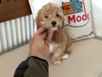 Yasal ruhsatlı çiftlikde ziyarete açık maltipoo yavrular