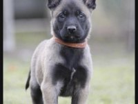 Malinois Safkan