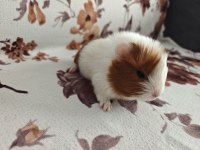 Ginepig yavru