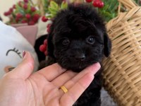 Mükemmel Tea Cup Siyah Poodle