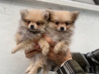 Acil safkan pomeranian yavrular