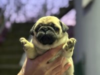 SHOW CLASS PUG MOPS BEBEKLER