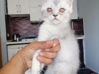 Son kalan Kedilerim