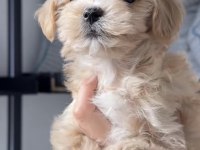 Maltipoo Safkan Köpeğimiz