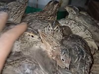 30 günlük jumbo japon bıldırcınlarımız