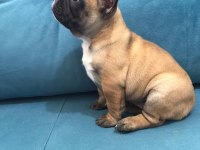 A kalite french bulldog yavrular