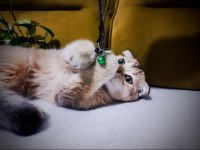 4 Aylık scottish fold cinsi erkek yavru