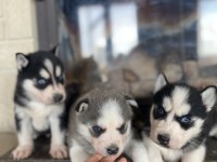 Husky bebekler dişi ve erkek