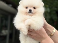 Kusursuz Karbeyaz Pomeranian Boo