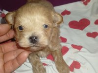 25 günlük rezerveye açık maltipoo yavrular