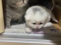 1 aylık scottish fold bebekler