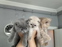 British shorthair ve scottish fold yavrular