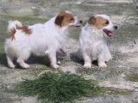 Şecereli jack russell terrier
