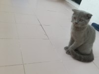3 aylık erkek scottish