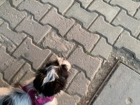 Maltipoo dişi 3 aylık