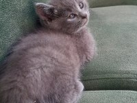 British Shorthair Bebekler