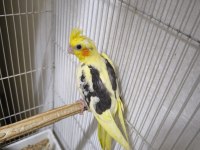 Sultan Yavruları 2 Aylik Lutino Grey Wf Heavy Pied