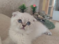Scottish Fold Güzelliğim