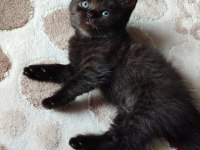 Uygun fiyatla british shorthair