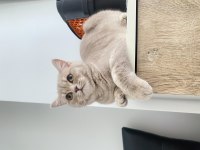 Ücretsiz sahiplendirme british shorthair