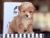 0 Numara Maltipoo Yavrularımız