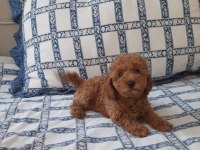 Dost canlısı bicirik poodle