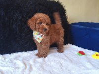 Red Toy Poodle Erkek