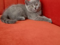 British Shorthair Mersin