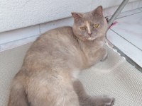 Ücretsiz sahiplendirme british shorthair kedimiz